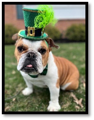 English Bulldog wearing a green St. Patrick's Day leprechaun hat