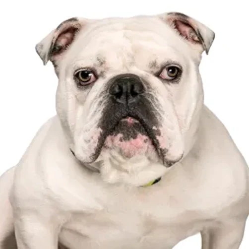 Bud Rosenberg the dog, head of security at Rosenberg | Perry & Associates.