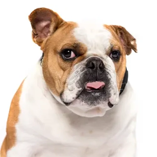 Head of Security Buster the Dog