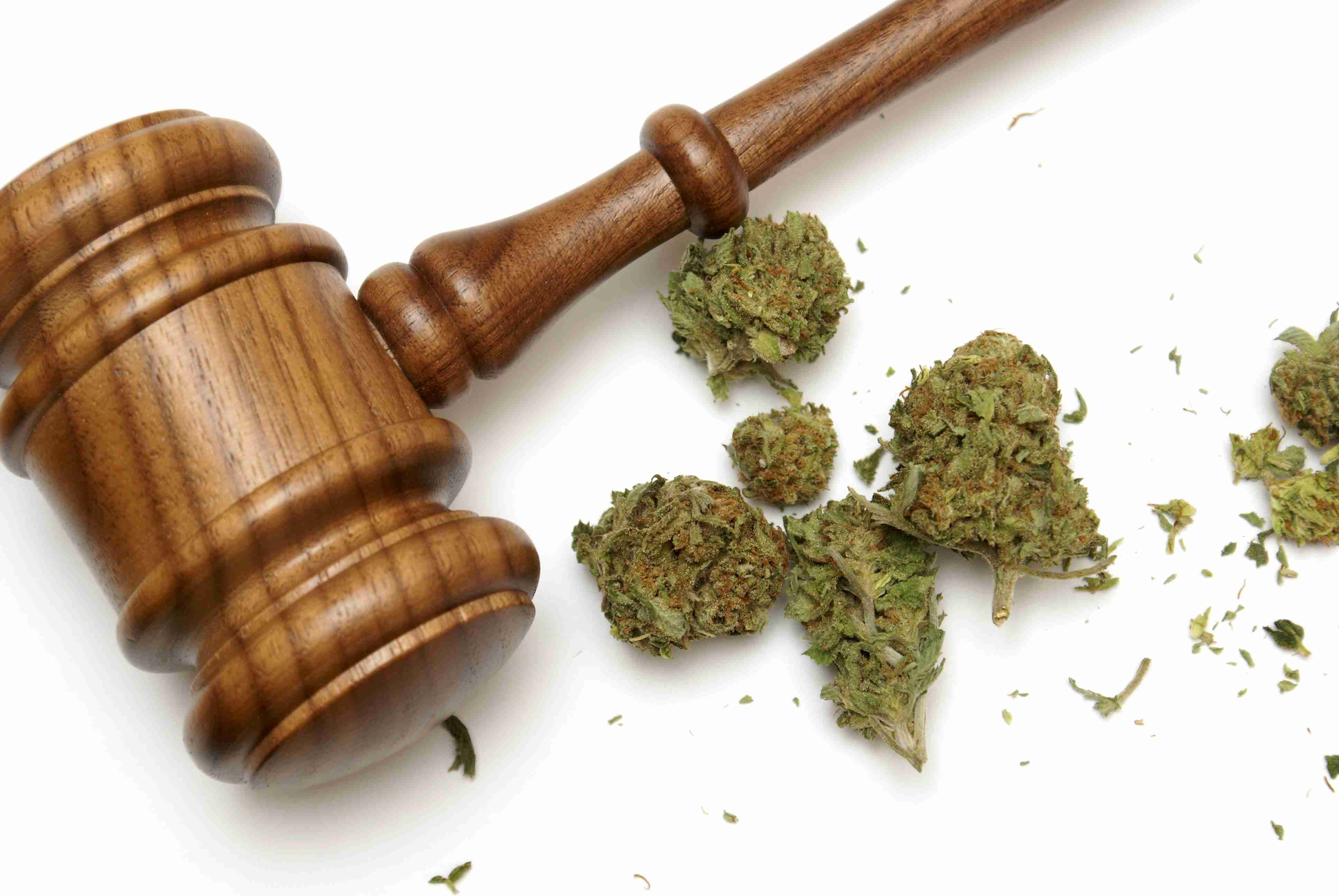 Wooden legal gavel and marijuana buds on white, symbolizing cannabis law and legislation